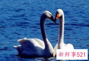 情侣之间用什么动物来形容