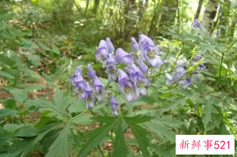 草乌川乌的功效与作用及禁忌