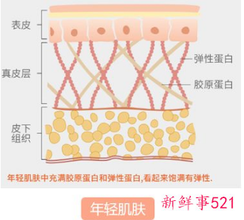 胶原和弹性蛋白