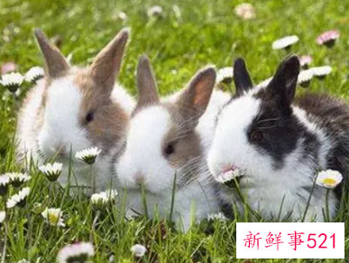 属兔女命中注定的丈夫