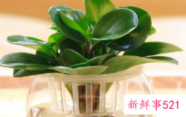 适合摆放在办公室的吉祥植物