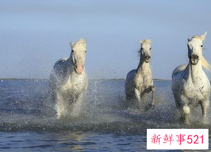 梦见白马是什么意思