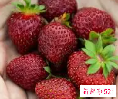 孕妇梦见摘树莓是什么意思