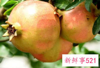 招财的五种水果