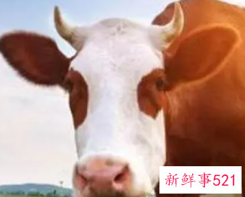 女人梦到几头牛预示着什么