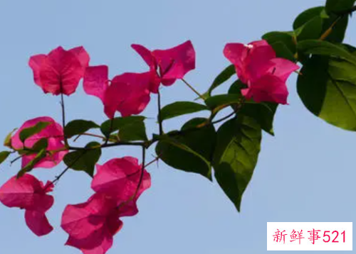 养殖三角梅烂根了怎么挽救