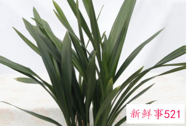 适合摆放在办公室的吉祥植物