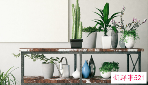 五叶梅放卧室有毒吗