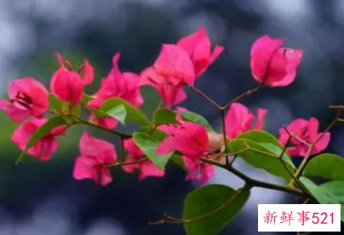 养殖三角梅烂根了怎么挽救