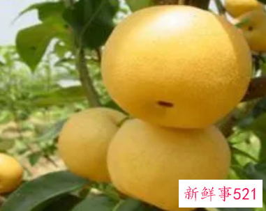 邹平黄河蜜梨