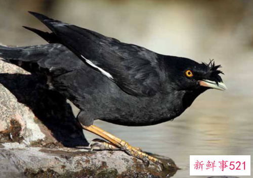 如何选择和饲养八哥