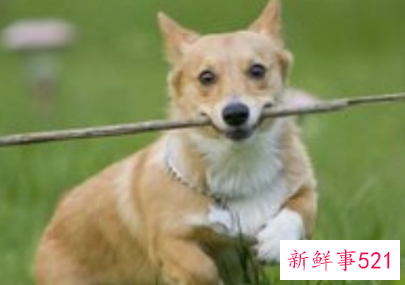 梦见被狗跟着是什么意思