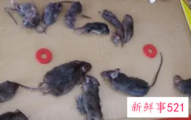 梦见老鼠在自己身上乱窜