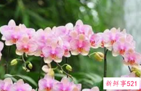 梦见花开的很漂亮是什么意思