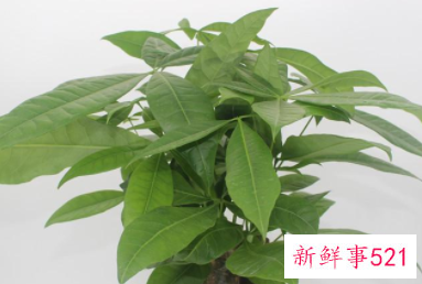 适合摆放在办公室的吉祥植物