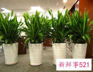 适合摆放在办公室的吉祥植物