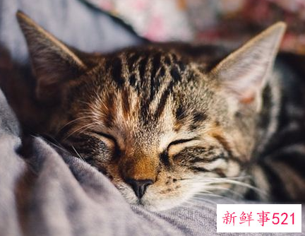 梦见又瘦又脏的猫