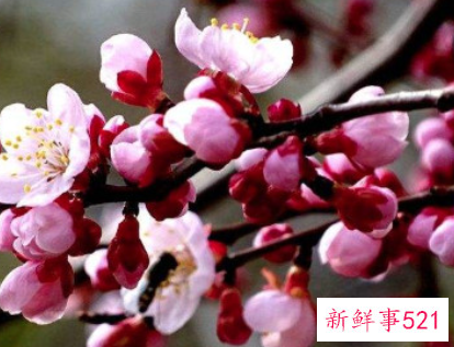 梅花的叶子是什么颜色什么形状