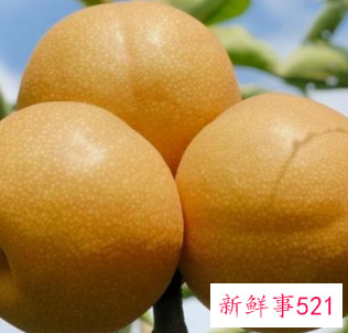 邹平黄河蜜梨
