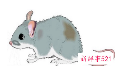 鼠人忌什么颜色