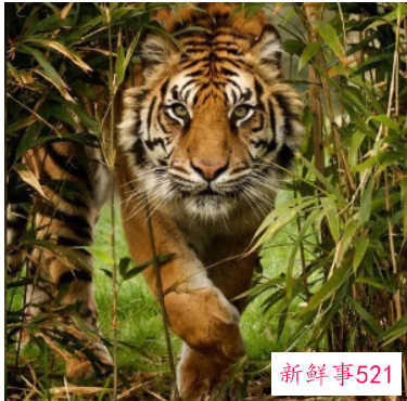 水虎命取名字忌讳偏旁