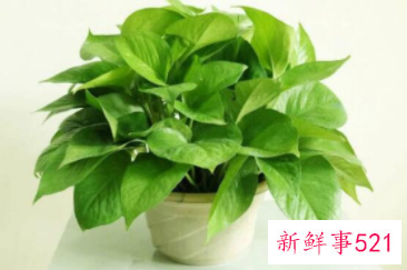 适合摆放在办公室的吉祥植物