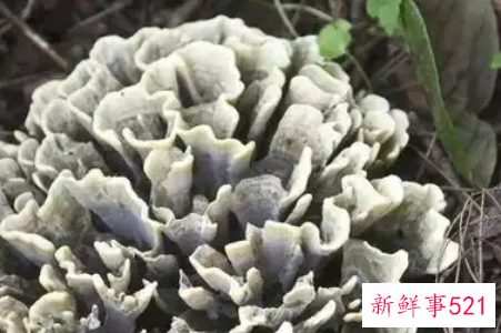 痛风病人能吃干巴菌吗