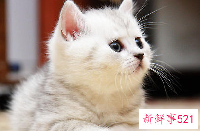 猫咪几天不吃饭会不会饿死猫咪不吃饭的原因
