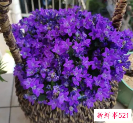 风铃花和风铃草区别