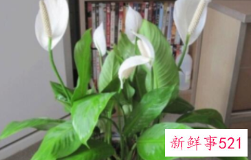 适合摆放在办公室的吉祥植物