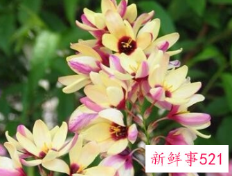 百合花的颜色有哪些寓意