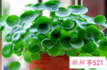 适合摆放在办公室的吉祥植物