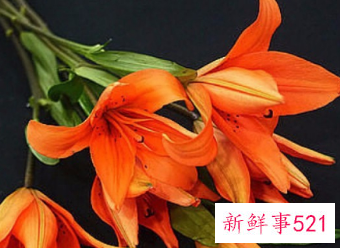 百合花的颜色有哪些寓意