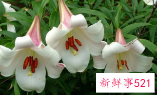 百合花的颜色有哪些寓意