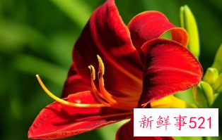 百合花的颜色有哪些寓意