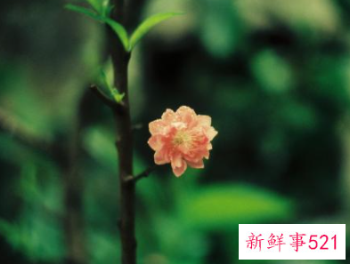 12生肖桃花运表