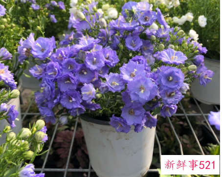 风铃花和风铃草区别