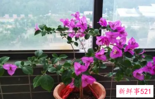 养殖三角梅烂根了怎么挽救