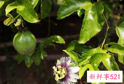 百香果的功效与作用及营养价值