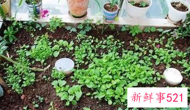 盆栽如何浇水方法