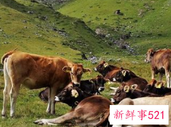 梦见牛喝水是什么意思