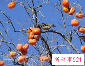 梦见上树摘柿子好不好