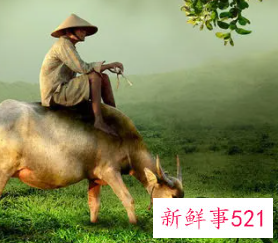 梦见牛喝水是什么意思