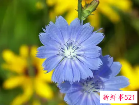 做梦梦见五颜六色的鲜花