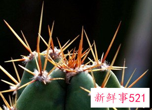 梦见别人被刀刺伤