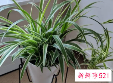 室内种植吊兰的技巧