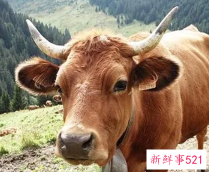 梦里牛代表什么预兆