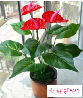 家里养什么花镇宅比较好