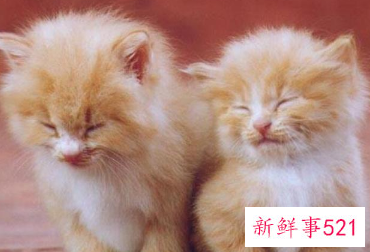 未婚女人梦见猫是什么预兆