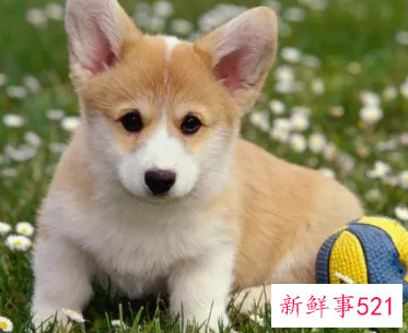 梦见被狗跟着是什么意思